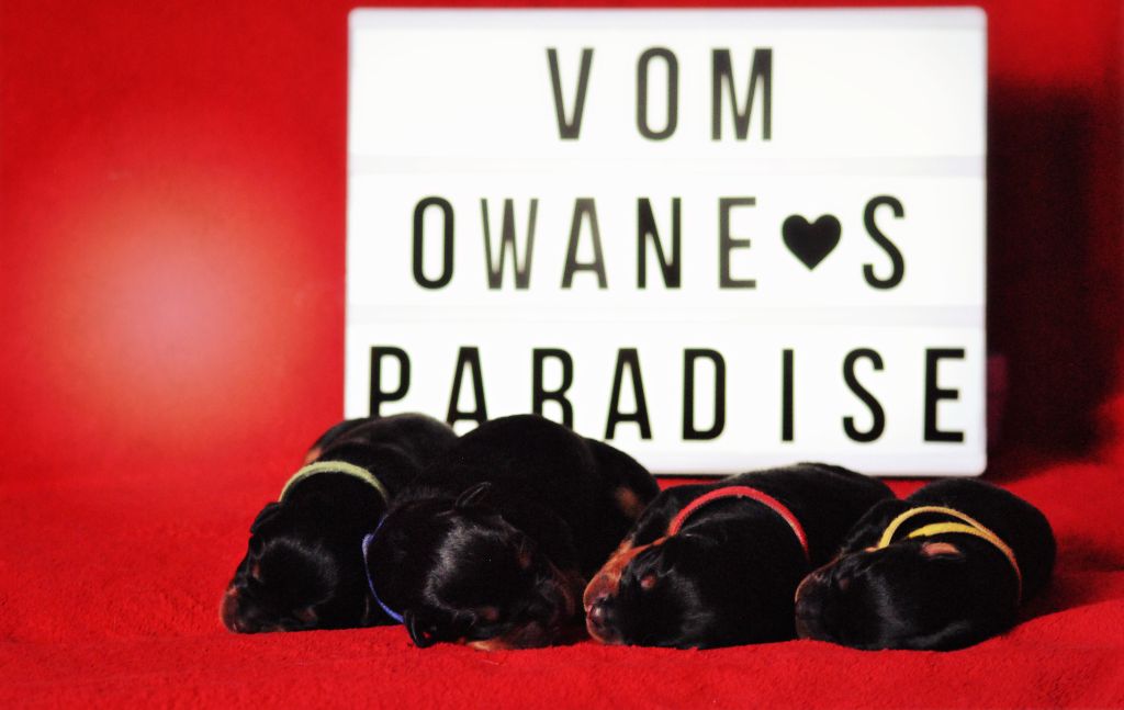 Vom Owane's Paradise - Rottweiler - Portée née le 18/01/2021