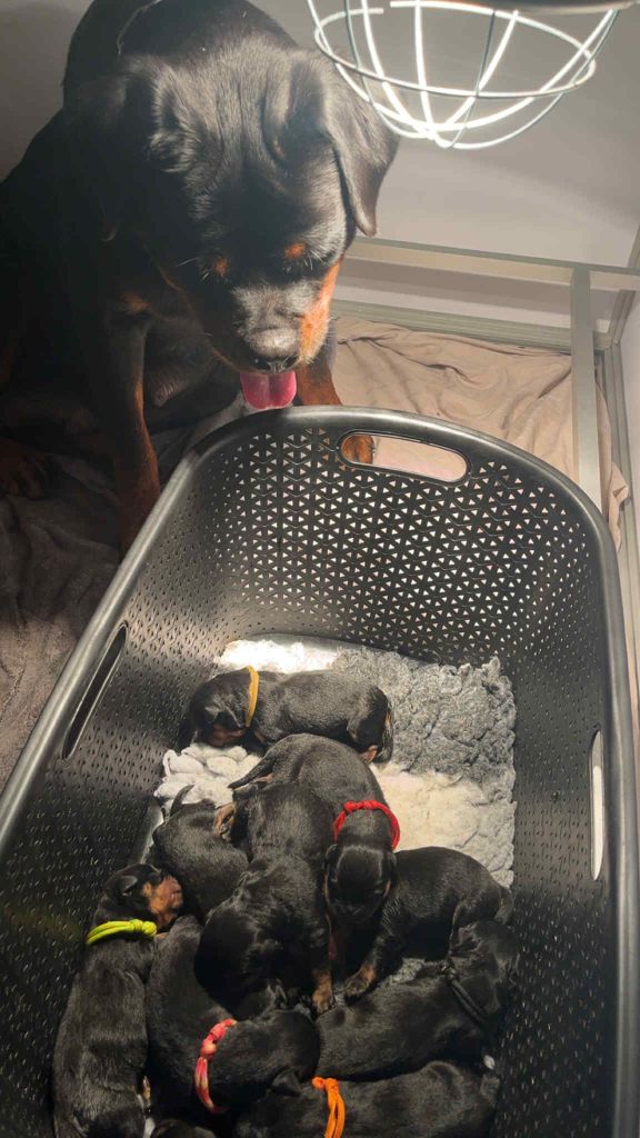 Les bébés sont arrivés !