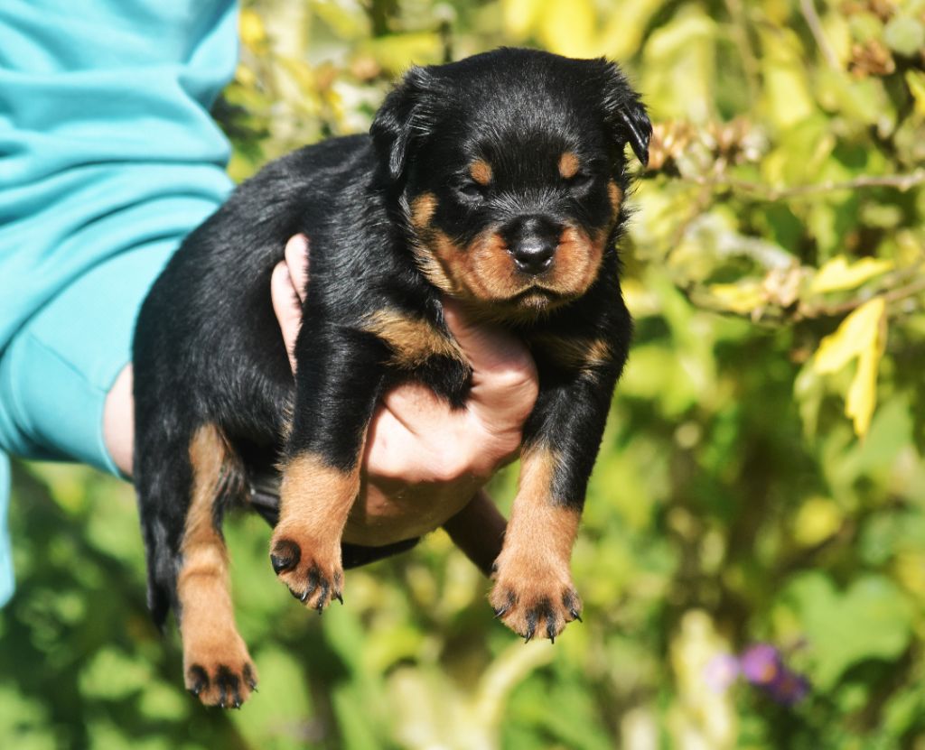 Vom Owane's Paradise - Chiots disponibles - Rottweiler