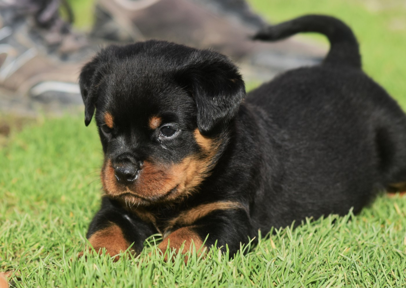 Vom Owane's Paradise - Chiots disponibles - Rottweiler