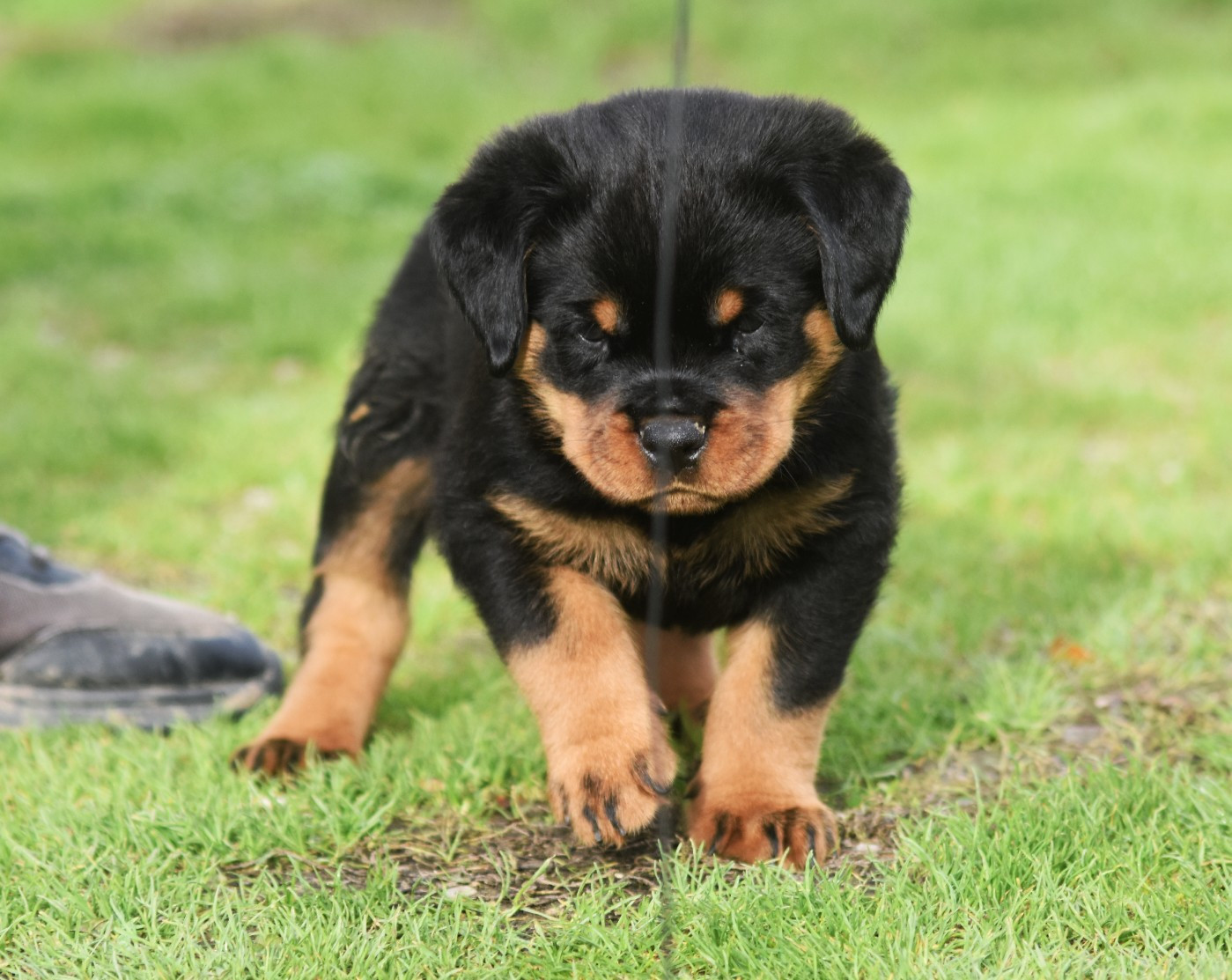 Vom Owane's Paradise - Chiots disponibles - Rottweiler