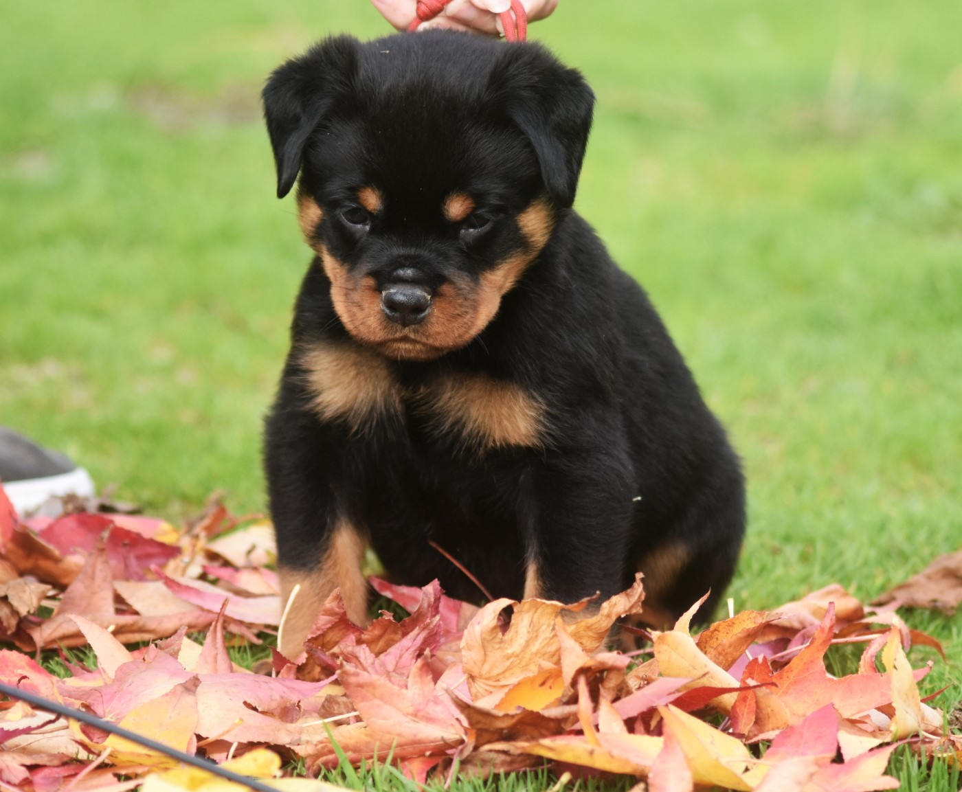Vom Owane's Paradise - Chiots disponibles - Rottweiler