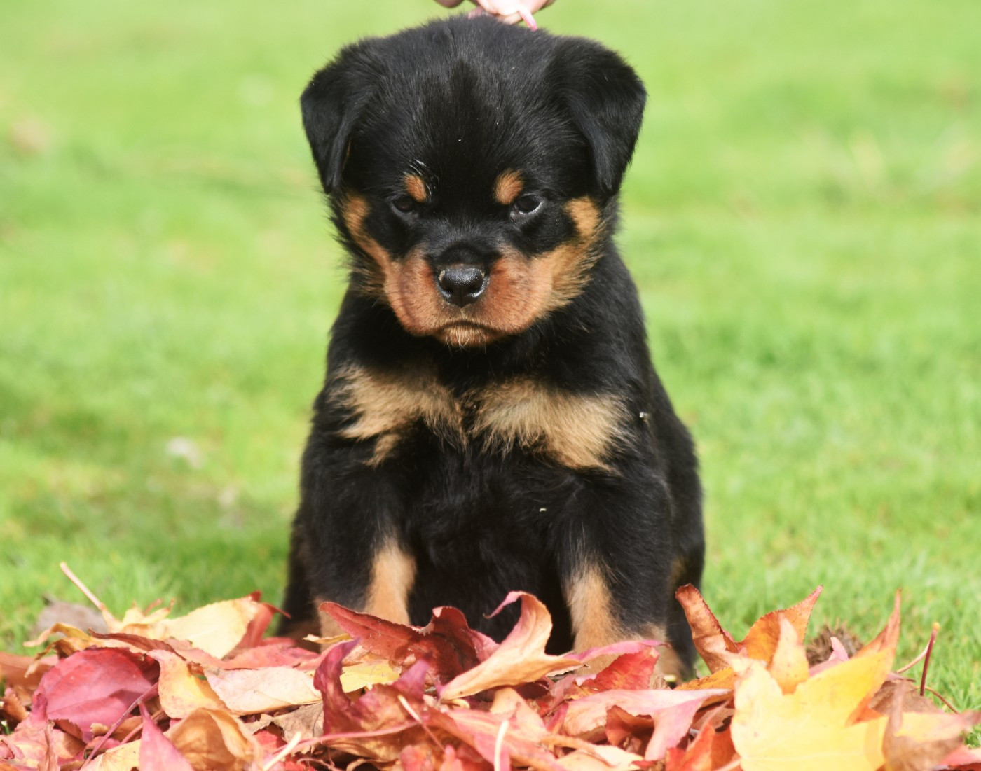 Vom Owane's Paradise - Chiots disponibles - Rottweiler