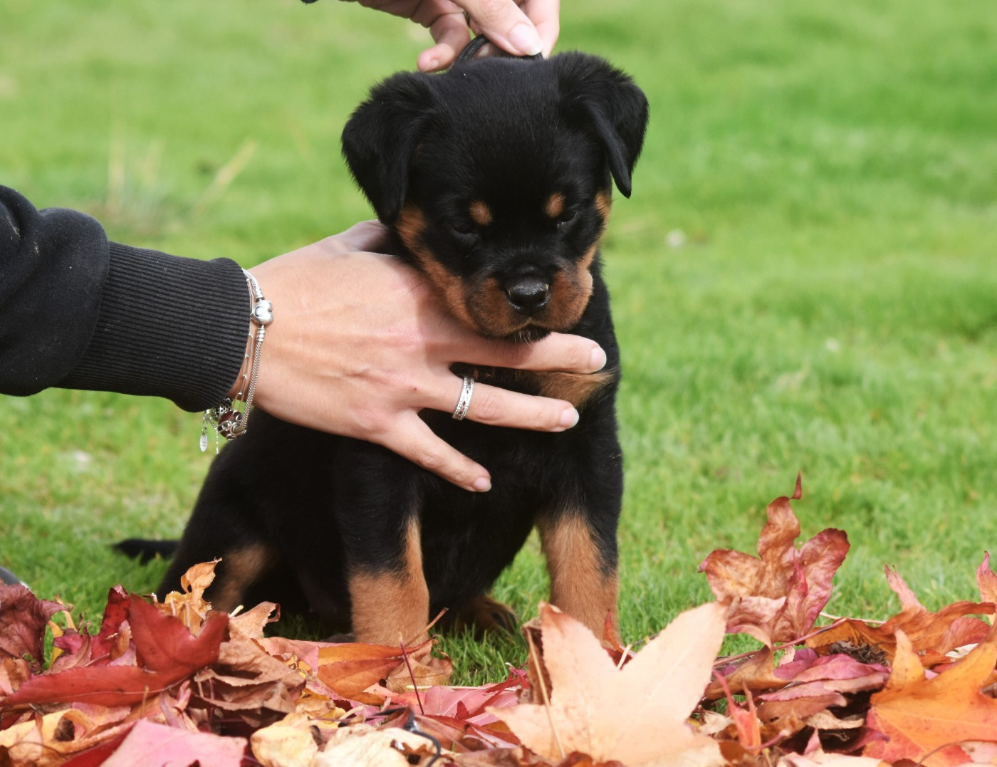Vom Owane's Paradise - Chiots disponibles - Rottweiler