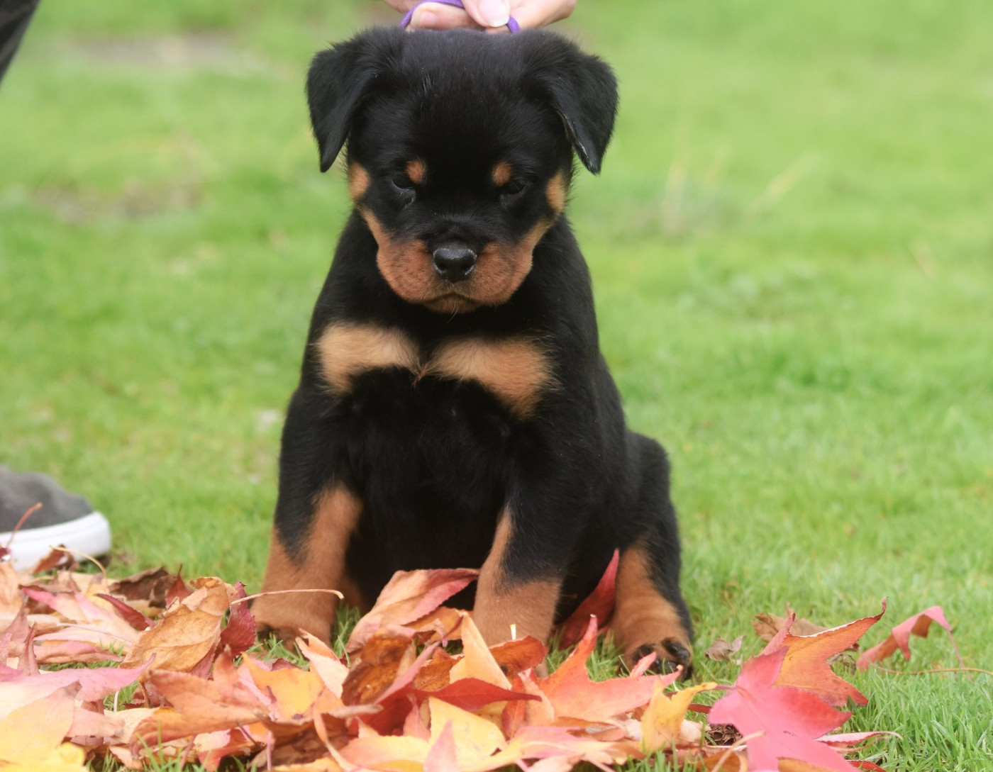 Vom Owane's Paradise - Chiots disponibles - Rottweiler