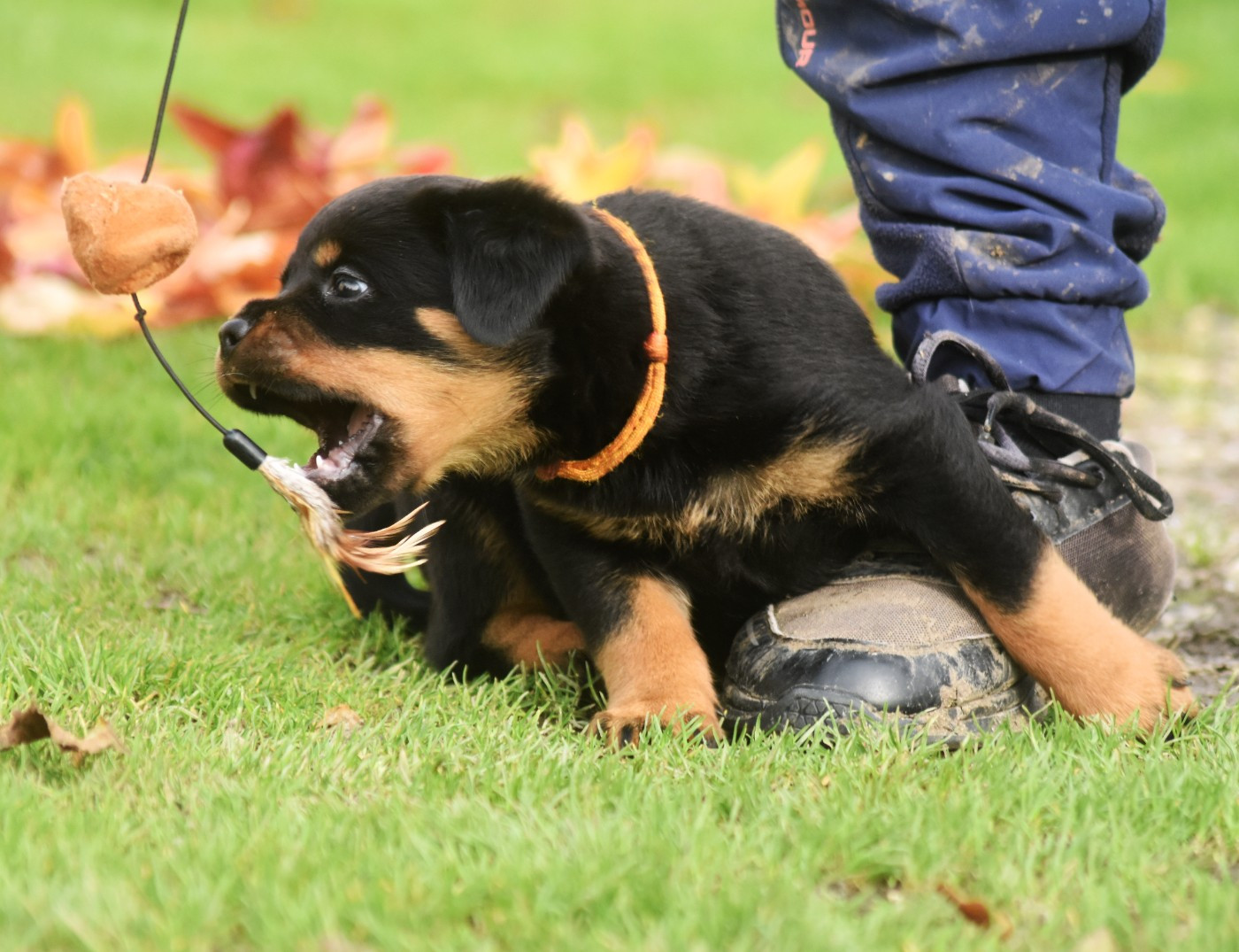 Vom Owane's Paradise - Chiots disponibles - Rottweiler