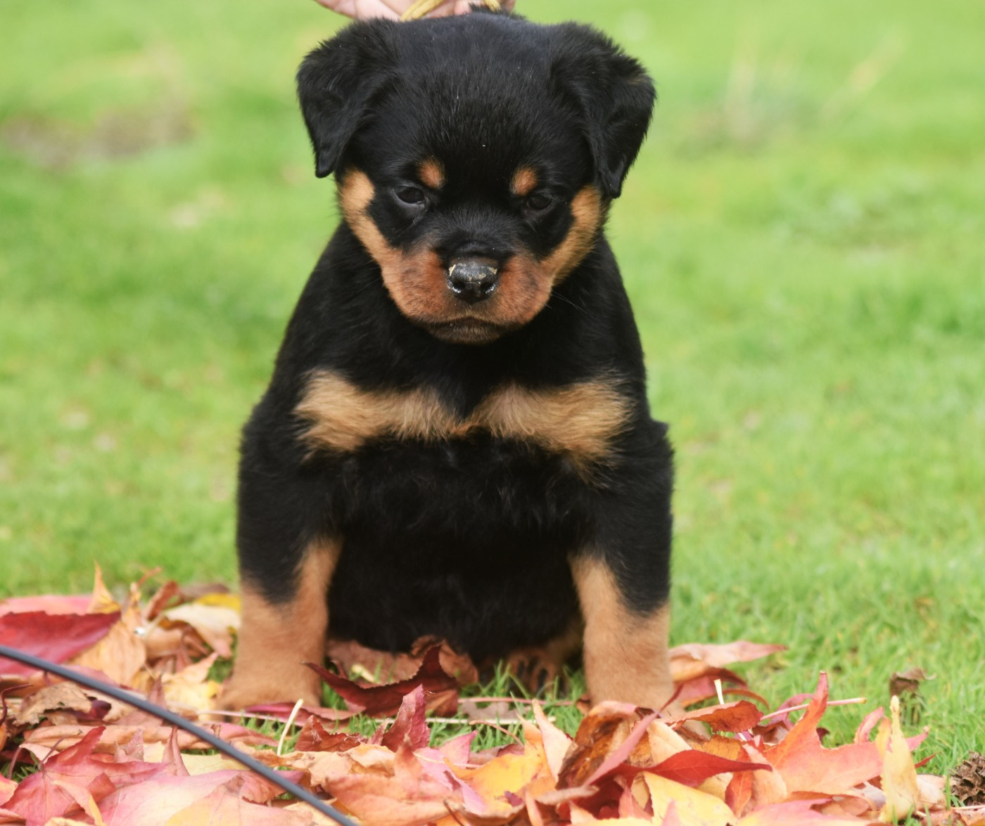 Vom Owane's Paradise - Chiots disponibles - Rottweiler