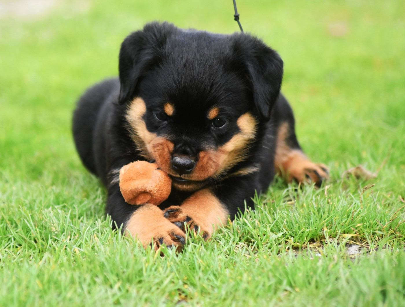 Vom Owane's Paradise - Chiots disponibles - Rottweiler