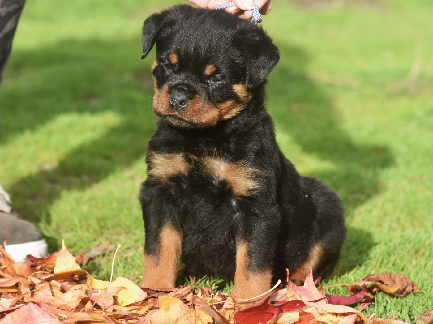 Vom Owane's Paradise - Chiots disponibles - Rottweiler