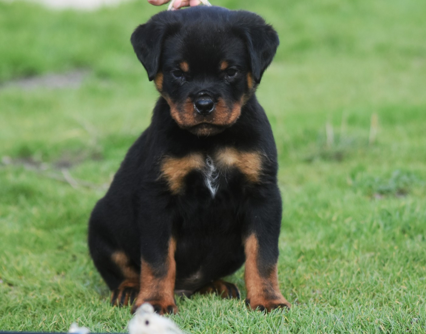Vom Owane's Paradise - Chiots disponibles - Rottweiler