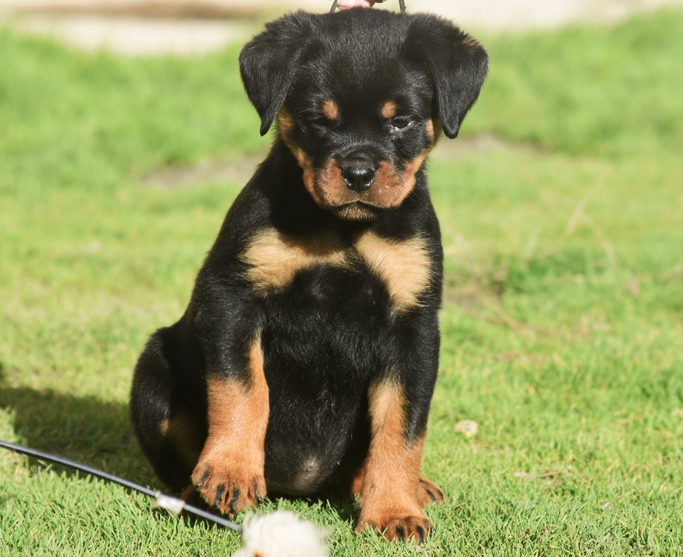 Vom Owane's Paradise - Chiots disponibles - Rottweiler