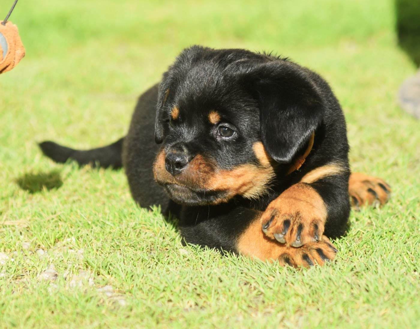 Vom Owane's Paradise - Chiots disponibles - Rottweiler