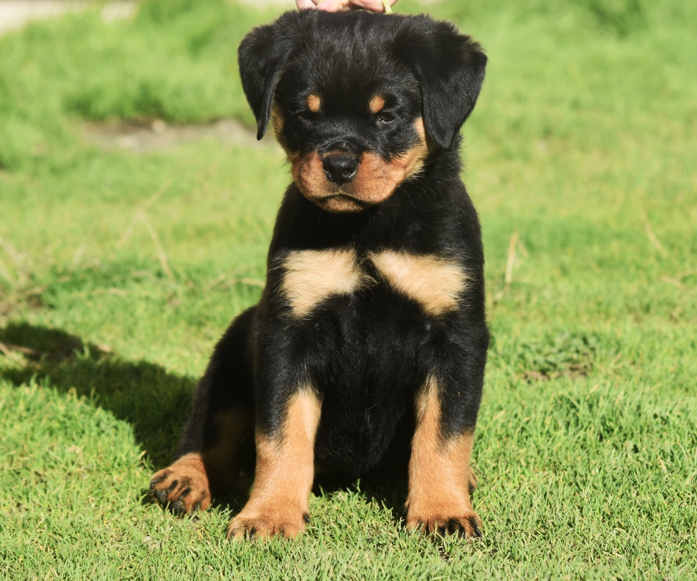 Vom Owane's Paradise - Chiots disponibles - Rottweiler