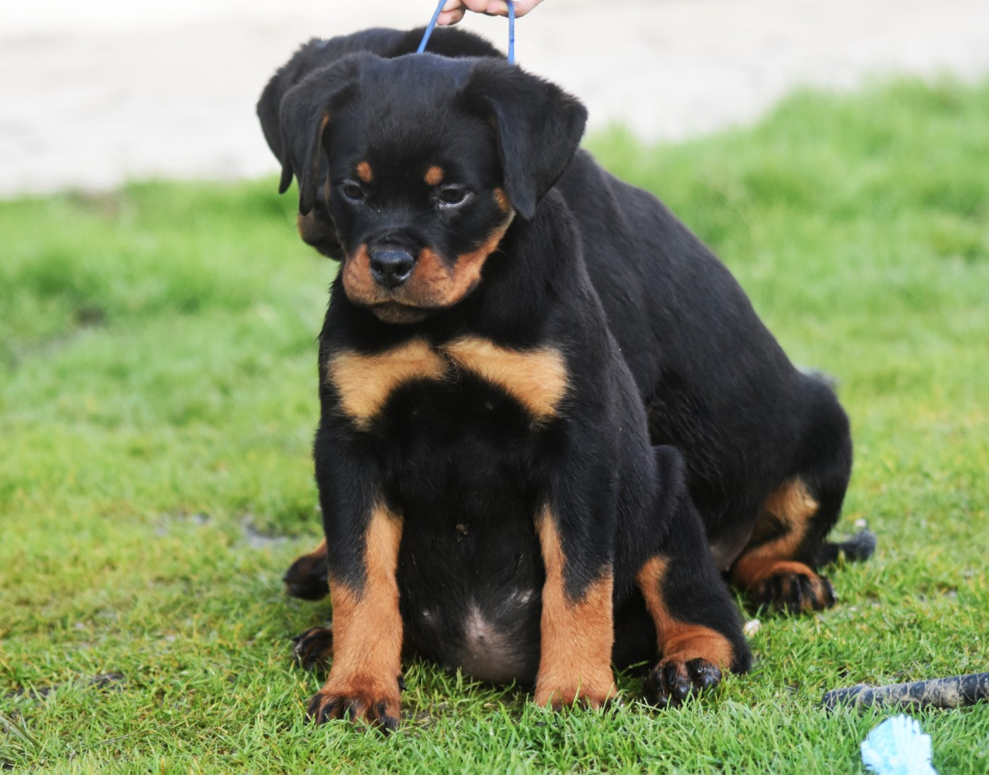 Vom Owane's Paradise - Chiots disponibles - Rottweiler