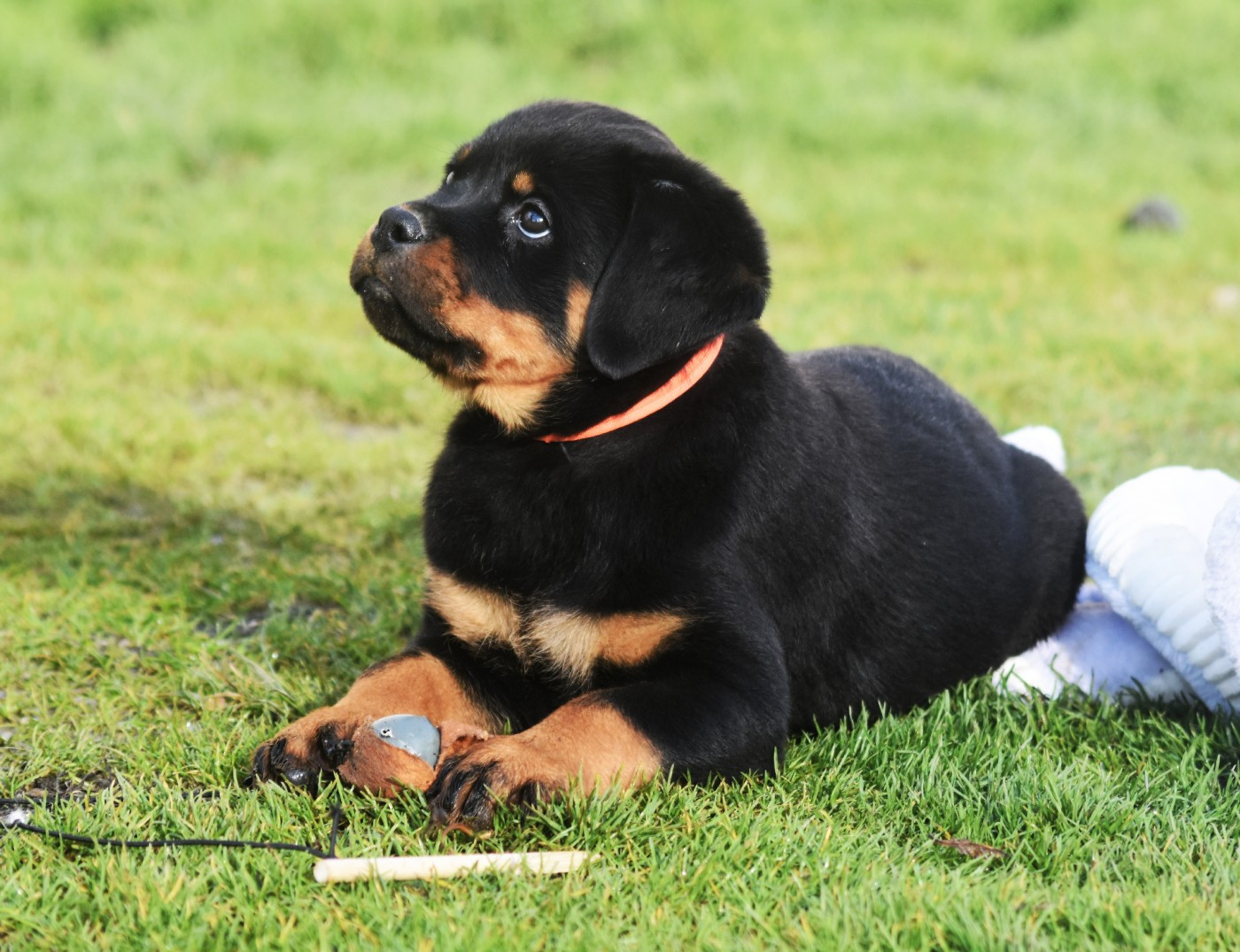Chiot Rottweiler Vom Owane's Paradise