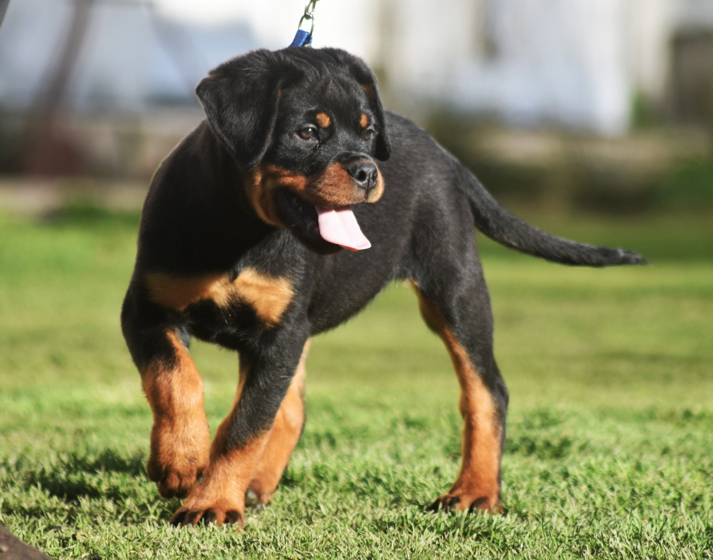 Vom Owane's Paradise - Chiots disponibles - Rottweiler