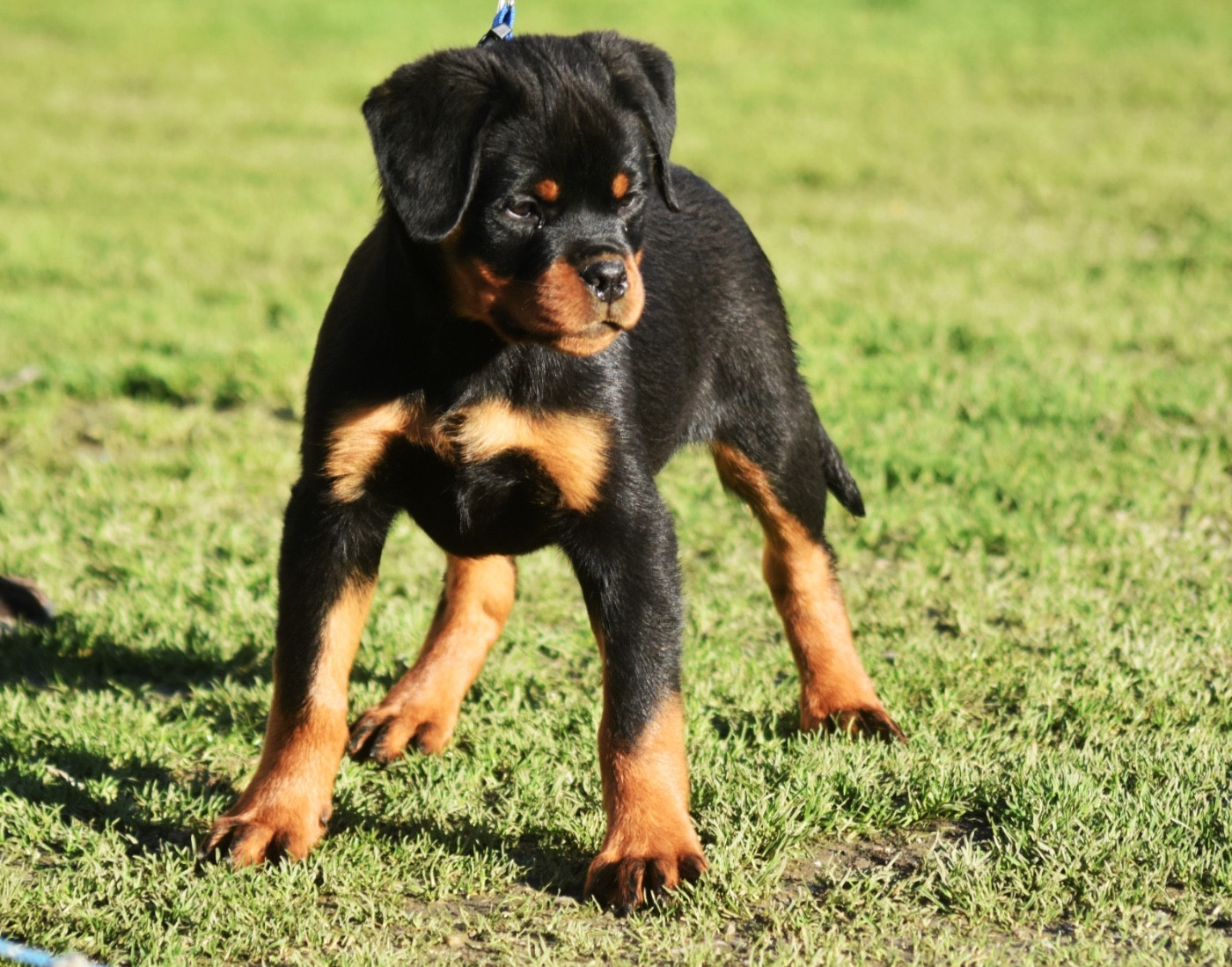 Vom Owane's Paradise - Chiots disponibles - Rottweiler