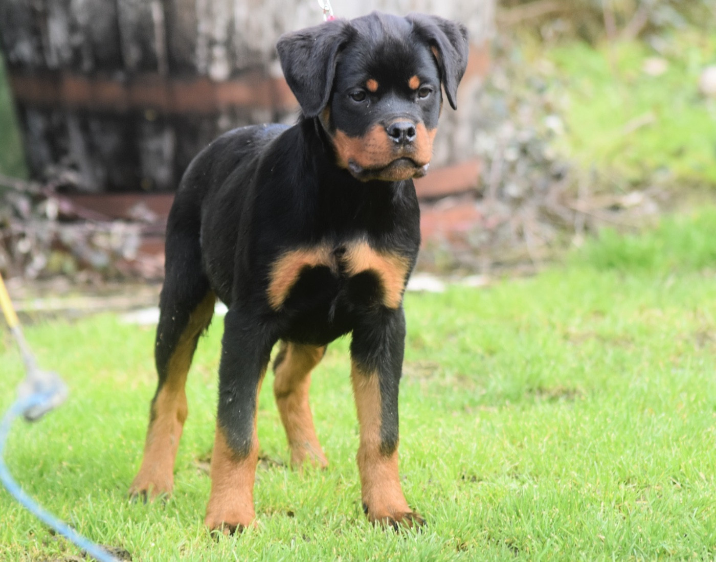 Vom Owane's Paradise - Chiots disponibles - Rottweiler