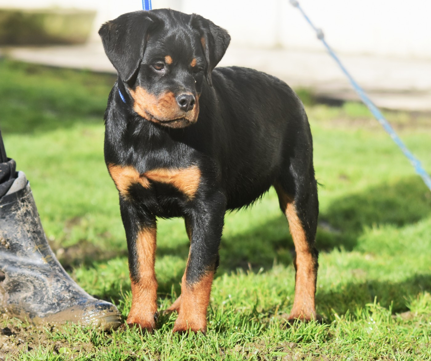 Vom Owane's Paradise - Chiots disponibles - Rottweiler