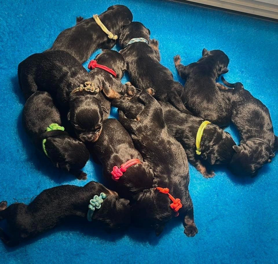 Vom Owane's Paradise - Rottweiler - Portée née le 02/02/2026