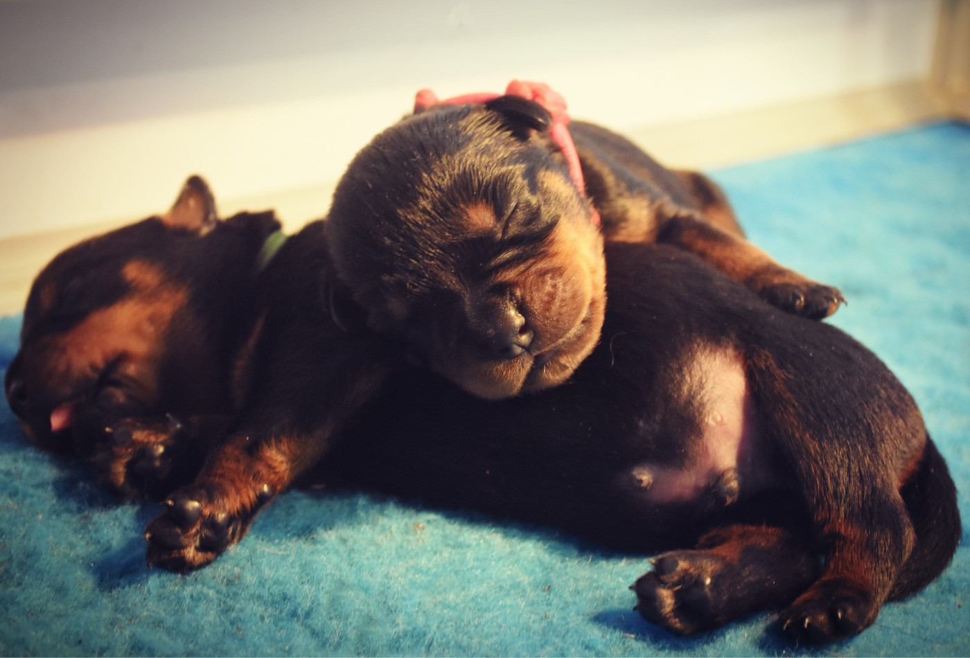 Chiot Rottweiler Vom Owane's Paradise