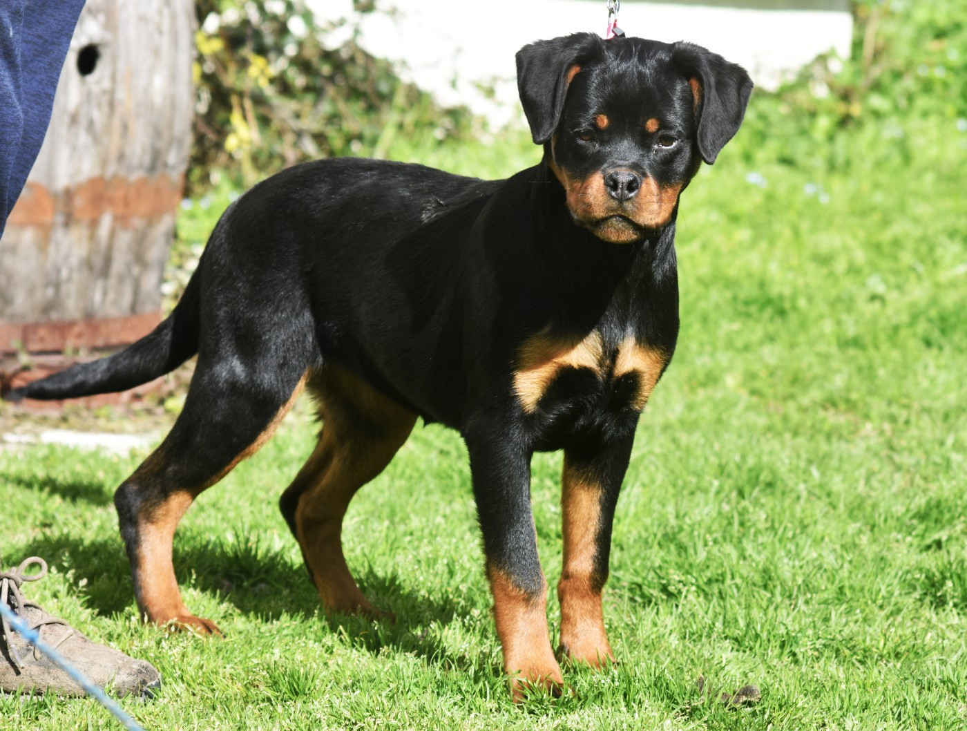 Vom Owane's Paradise - Chiots disponibles - Rottweiler