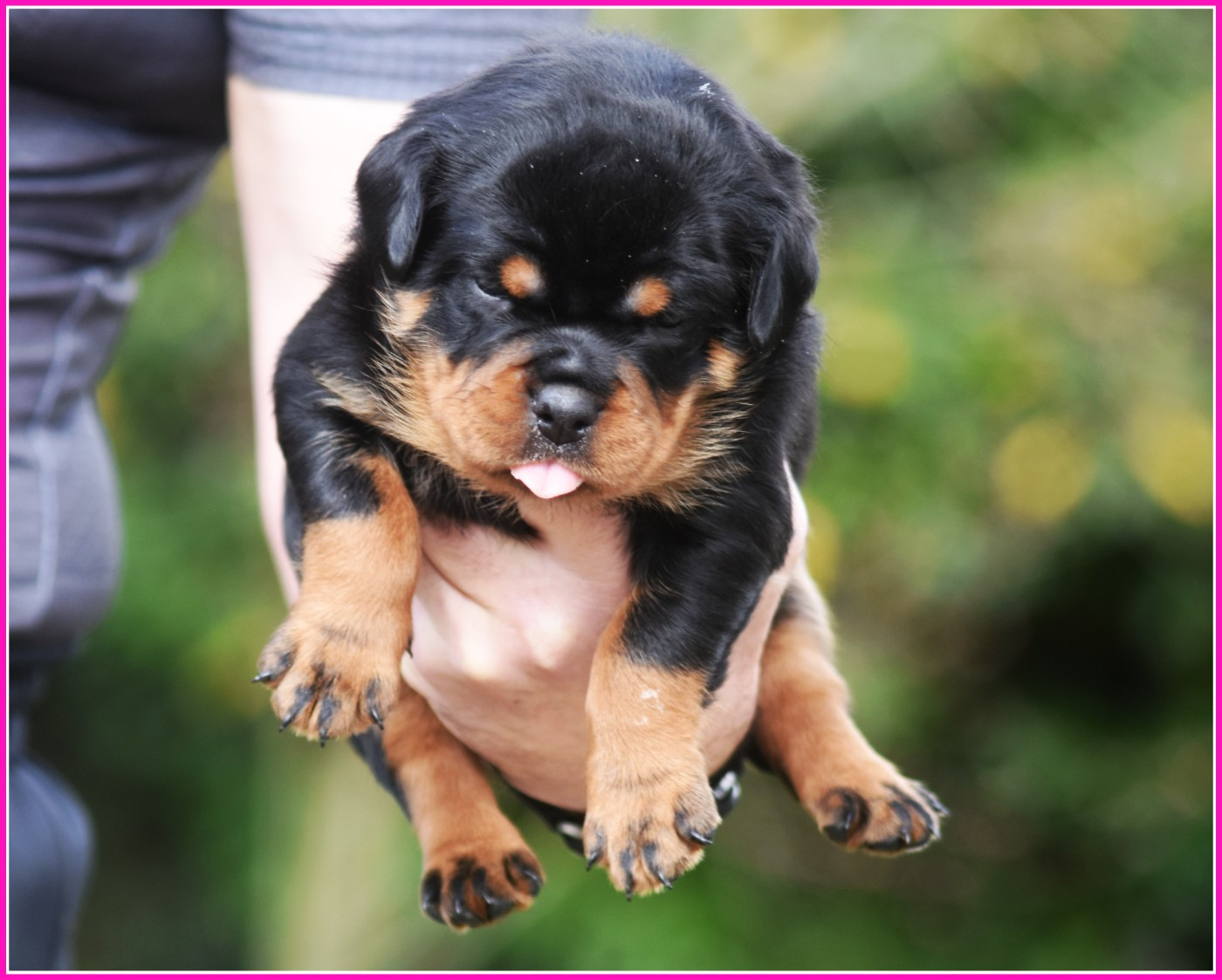 Vom Owane's Paradise - Chiots disponibles - Rottweiler