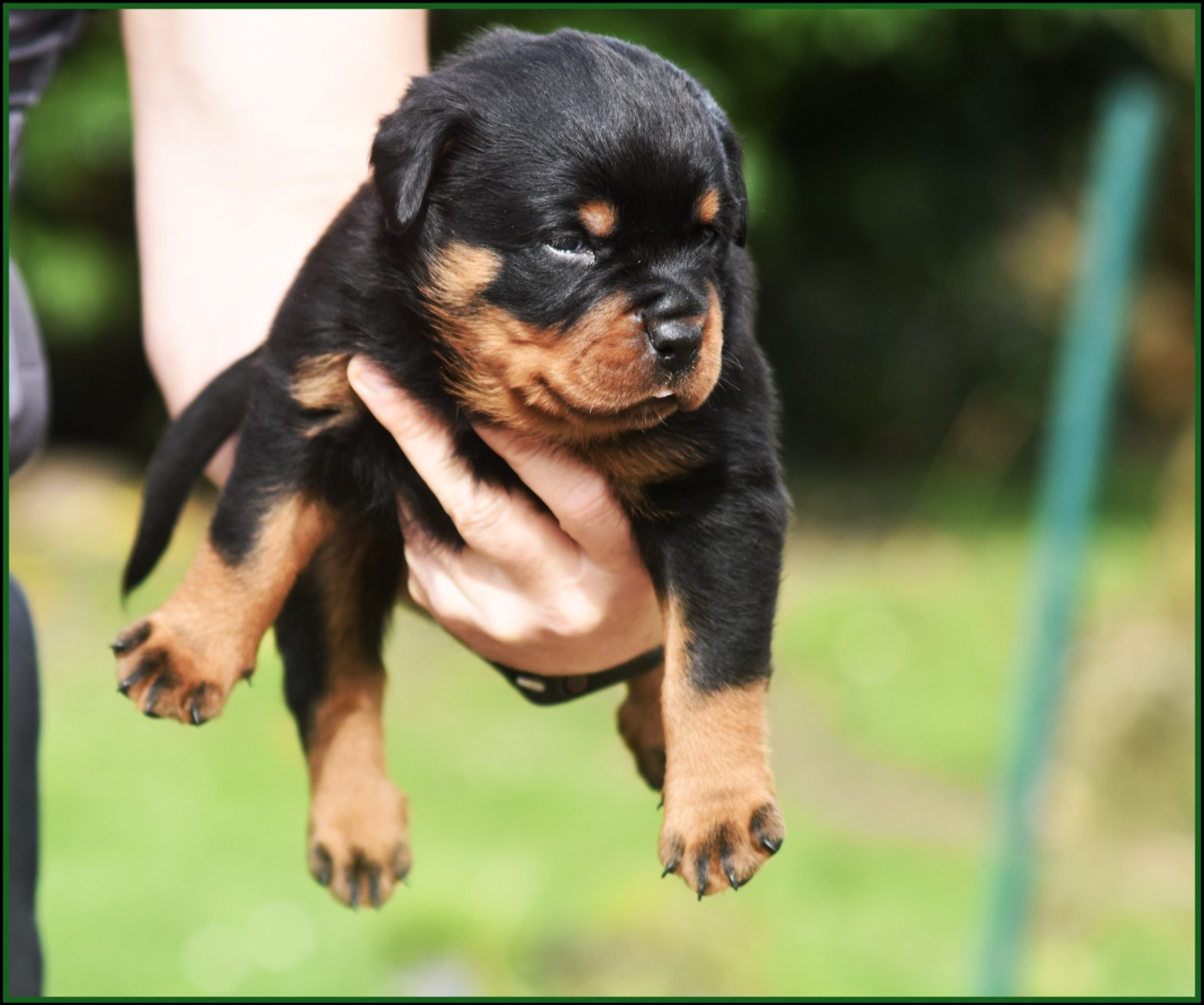 Vom Owane's Paradise - Chiots disponibles - Rottweiler