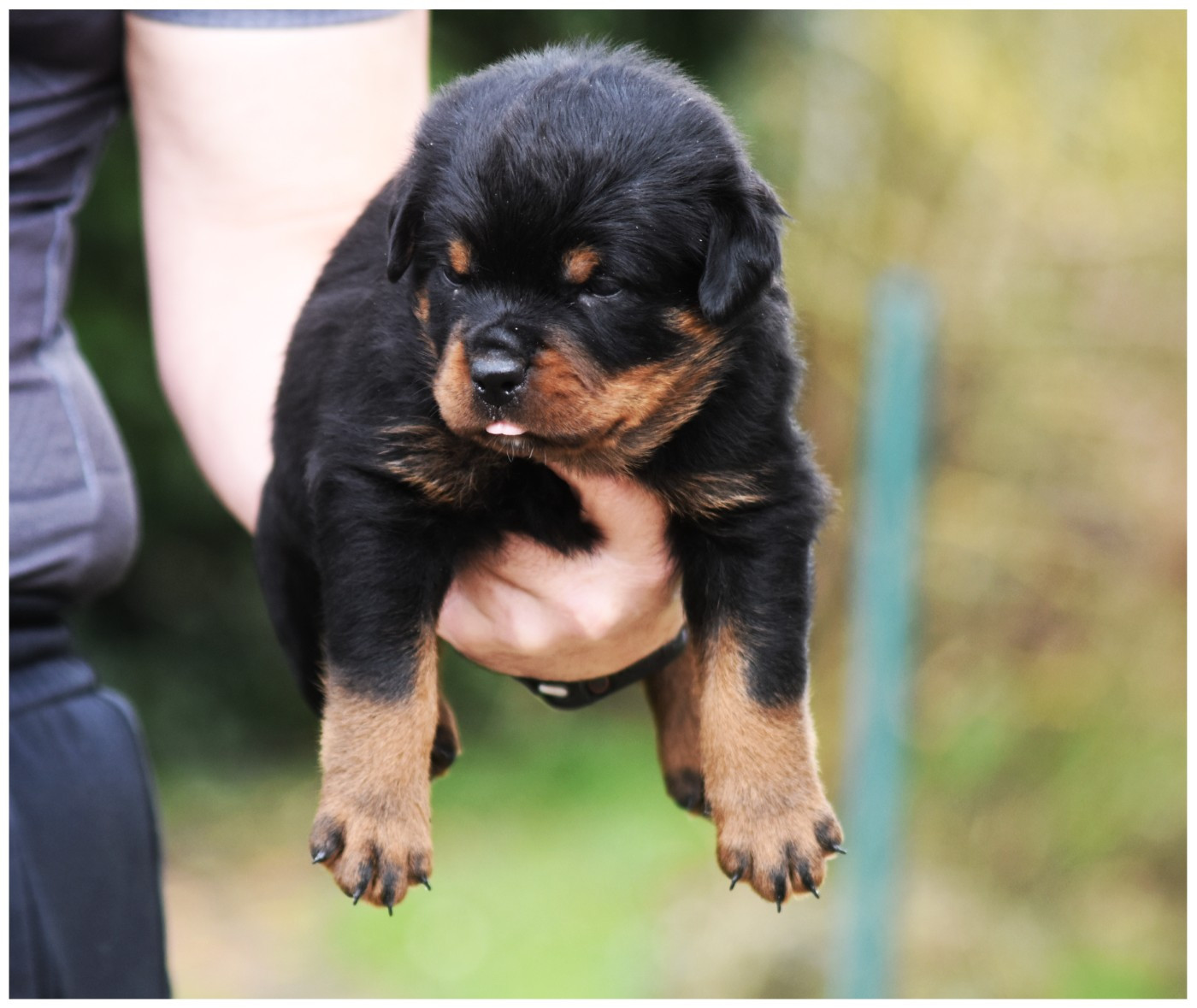 Vom Owane's Paradise - Chiots disponibles - Rottweiler