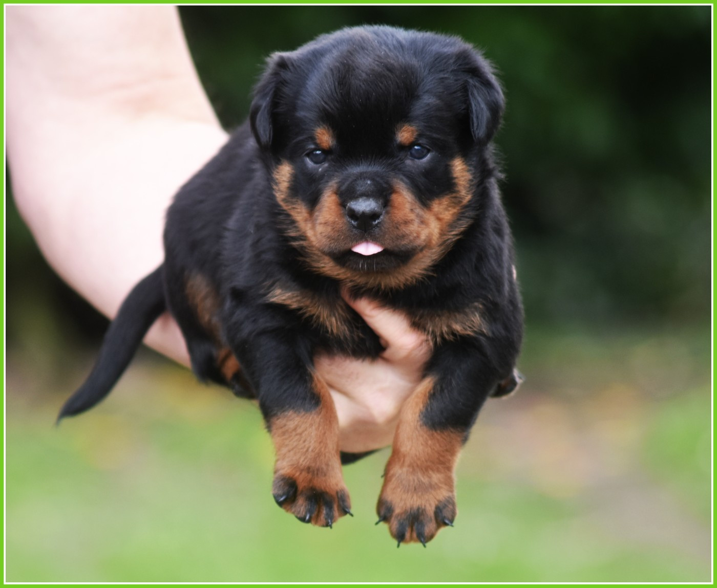 Vom Owane's Paradise - Chiots disponibles - Rottweiler