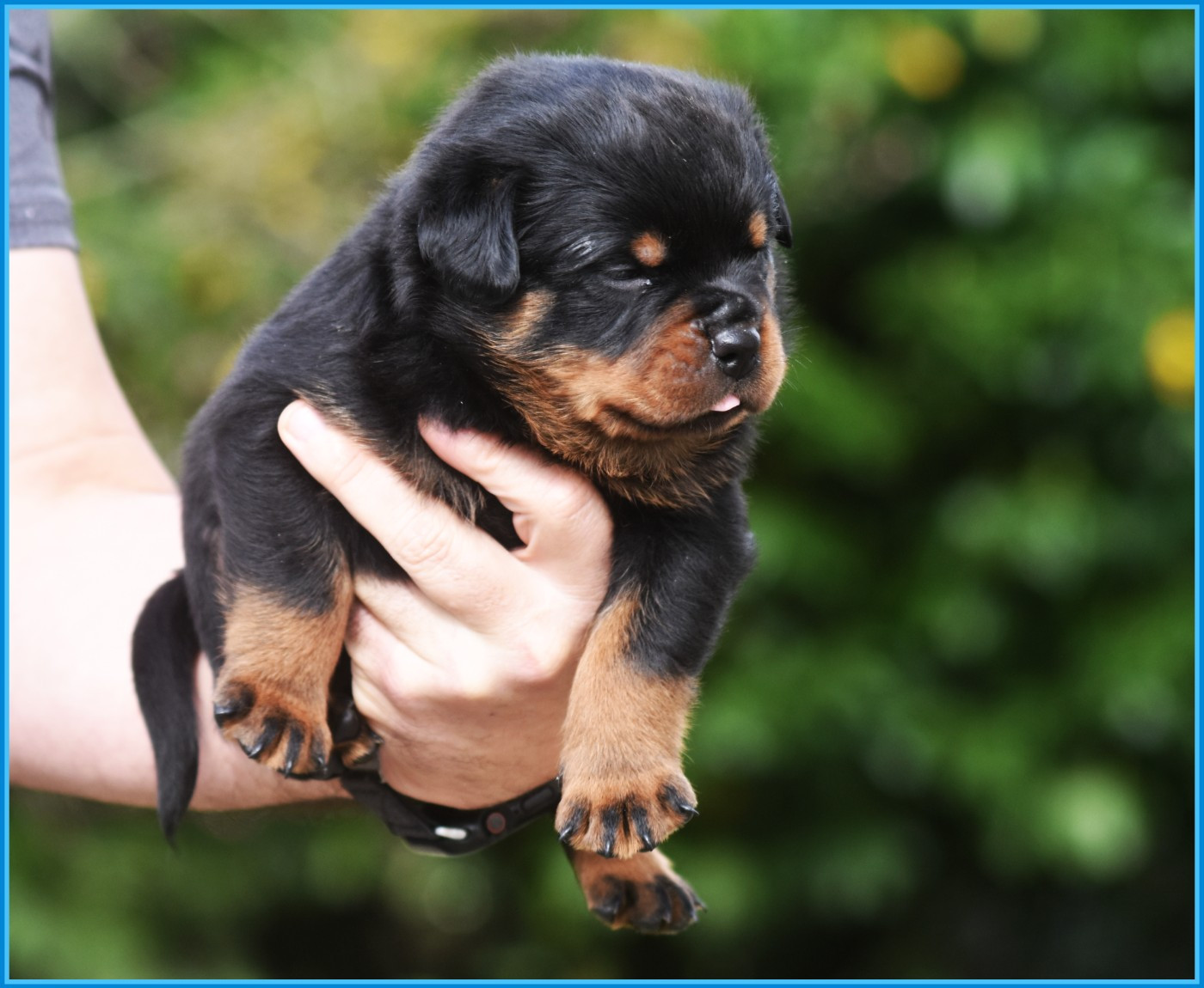 Vom Owane's Paradise - Chiots disponibles - Rottweiler