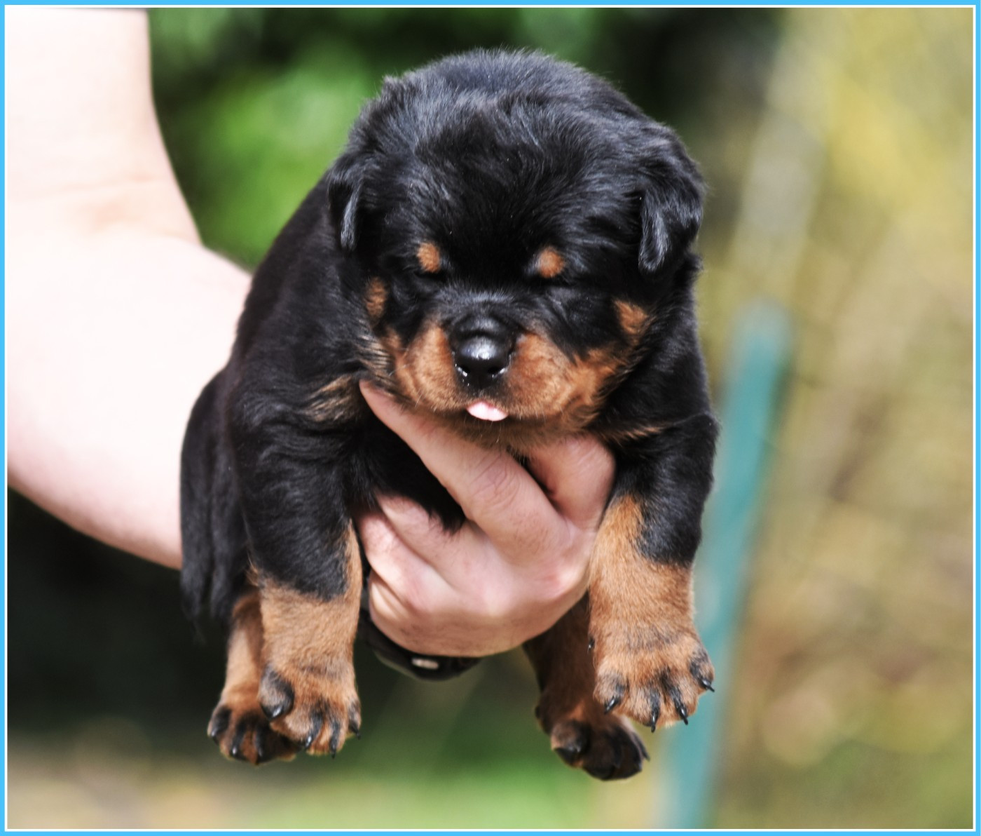 Vom Owane's Paradise - Chiots disponibles - Rottweiler