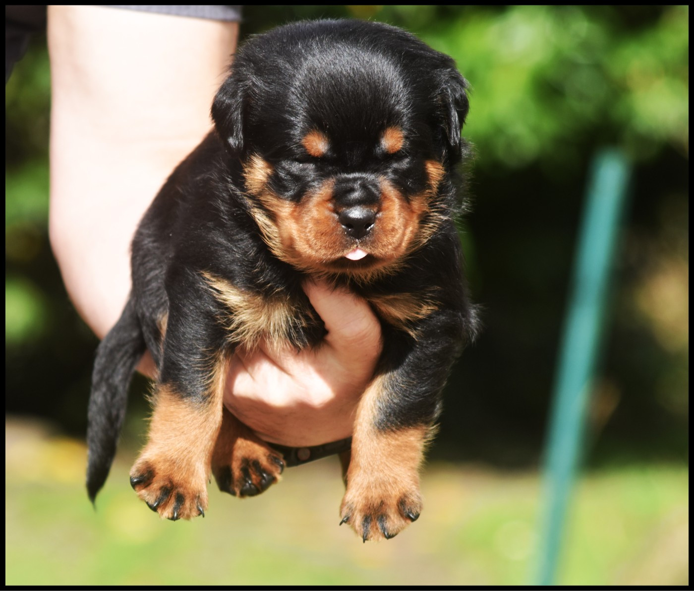 Vom Owane's Paradise - Chiots disponibles - Rottweiler