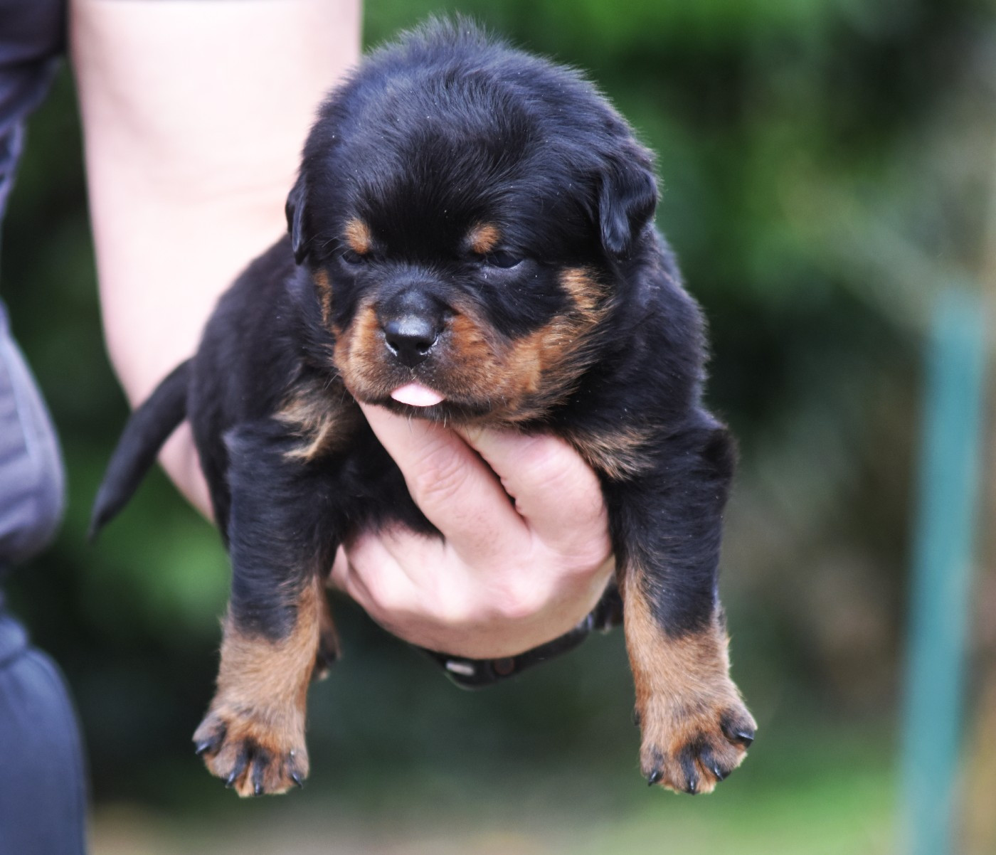 Vom Owane's Paradise - Chiots disponibles - Rottweiler