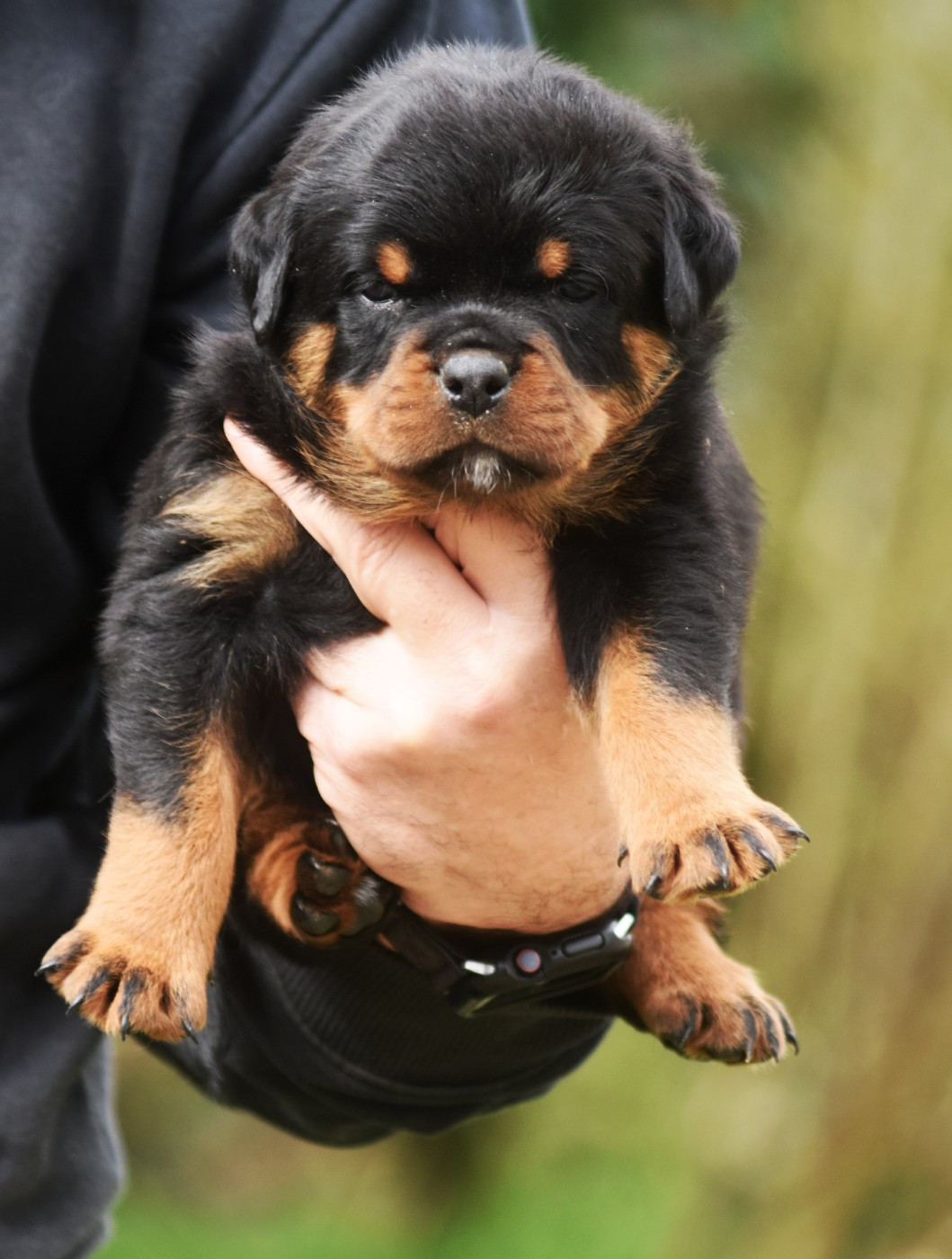 Chiot Rottweiler Vom Owane's Paradise