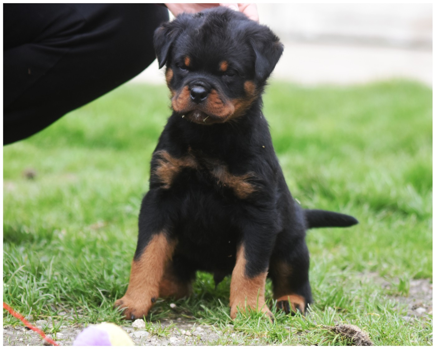 Vom Owane's Paradise - Chiots disponibles - Rottweiler