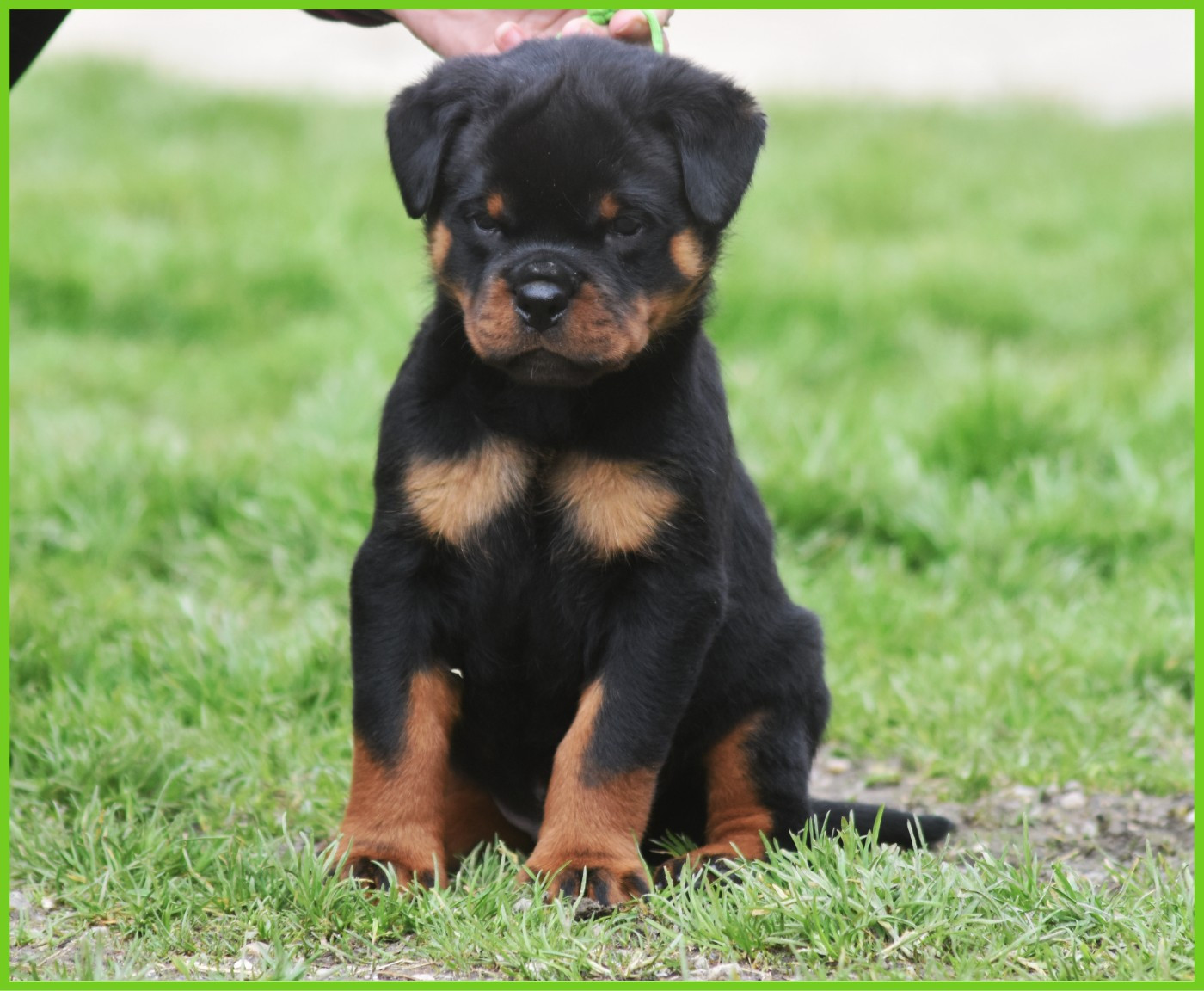 Vom Owane's Paradise - Chiots disponibles - Rottweiler