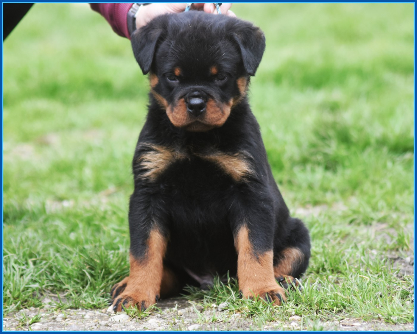 Vom Owane's Paradise - Chiots disponibles - Rottweiler