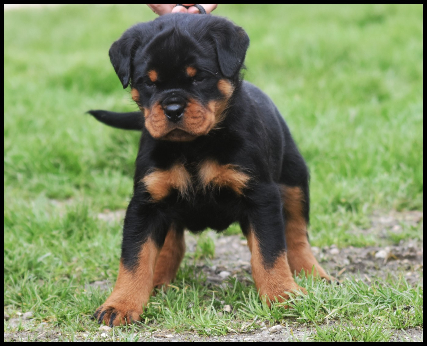 Vom Owane's Paradise - Chiots disponibles - Rottweiler