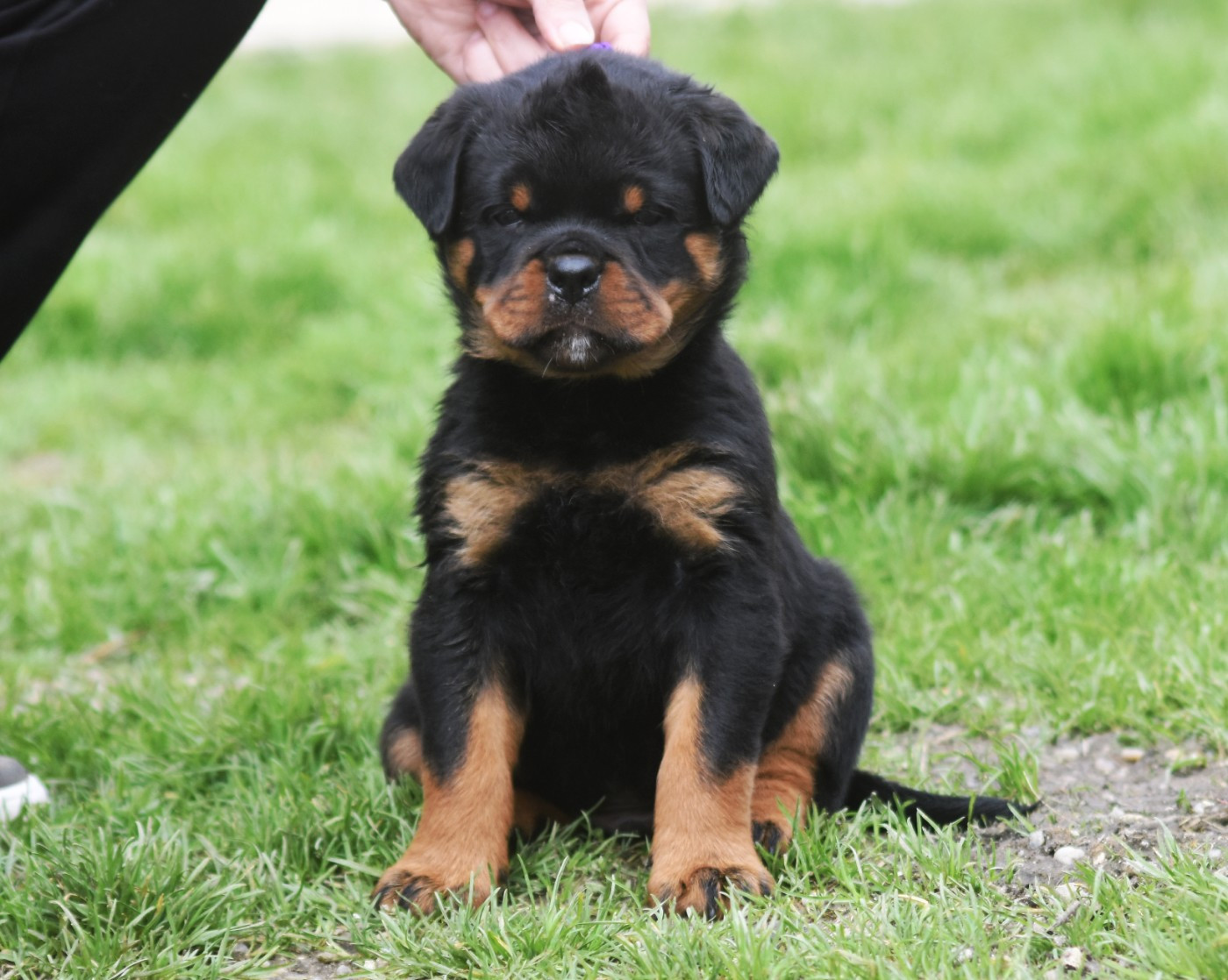 Vom Owane's Paradise - Chiots disponibles - Rottweiler