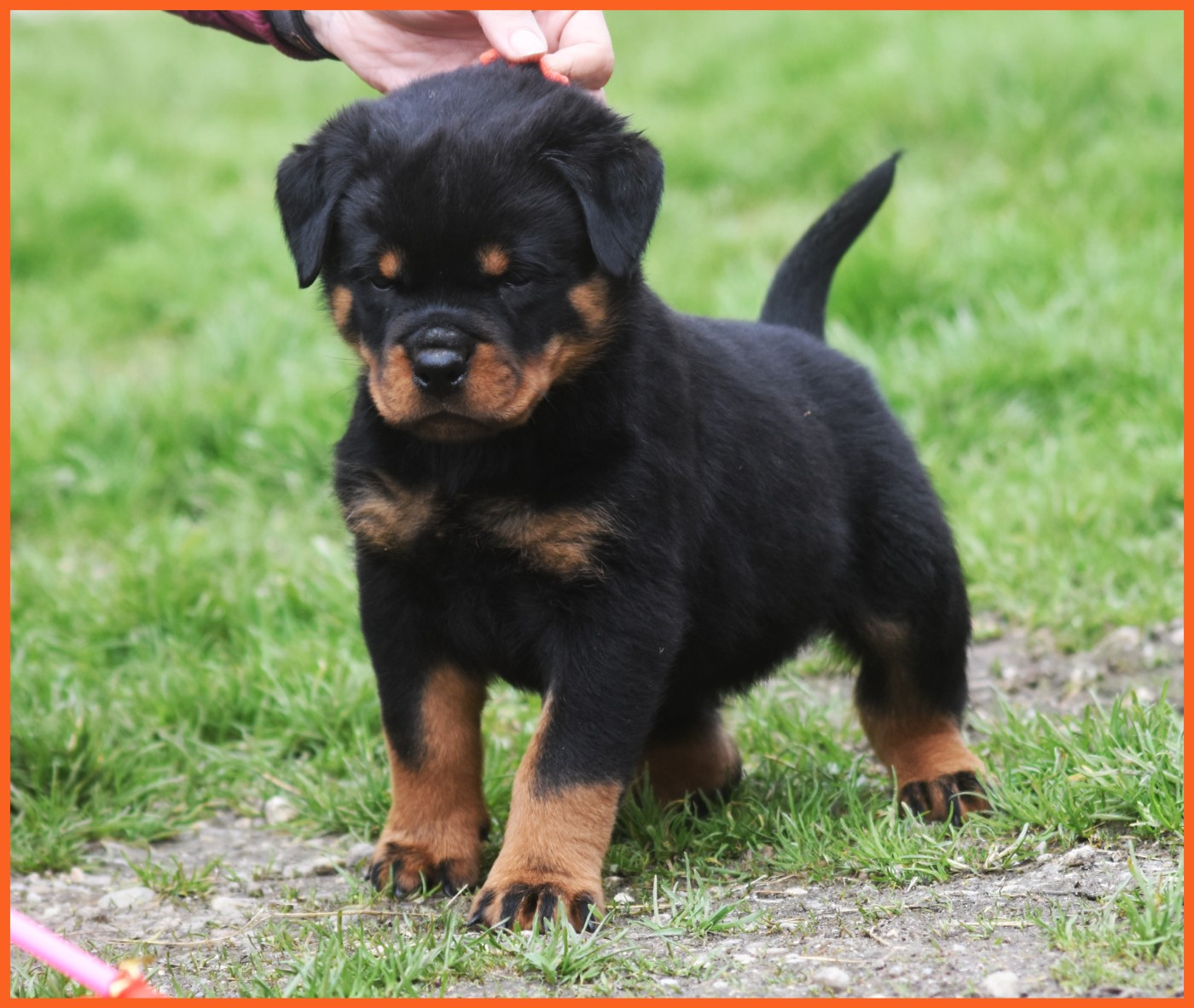 Vom Owane's Paradise - Chiots disponibles - Rottweiler
