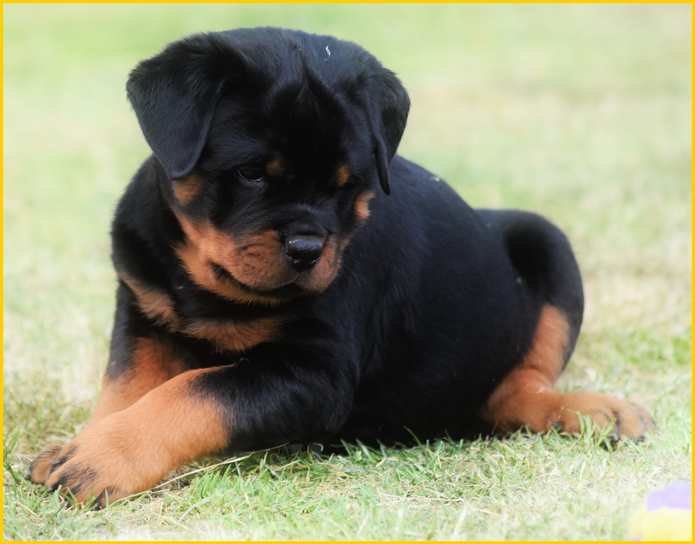 Vom Owane's Paradise - Chiots disponibles - Rottweiler