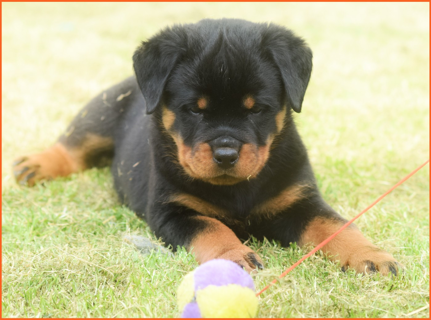 Vom Owane's Paradise - Chiots disponibles - Rottweiler