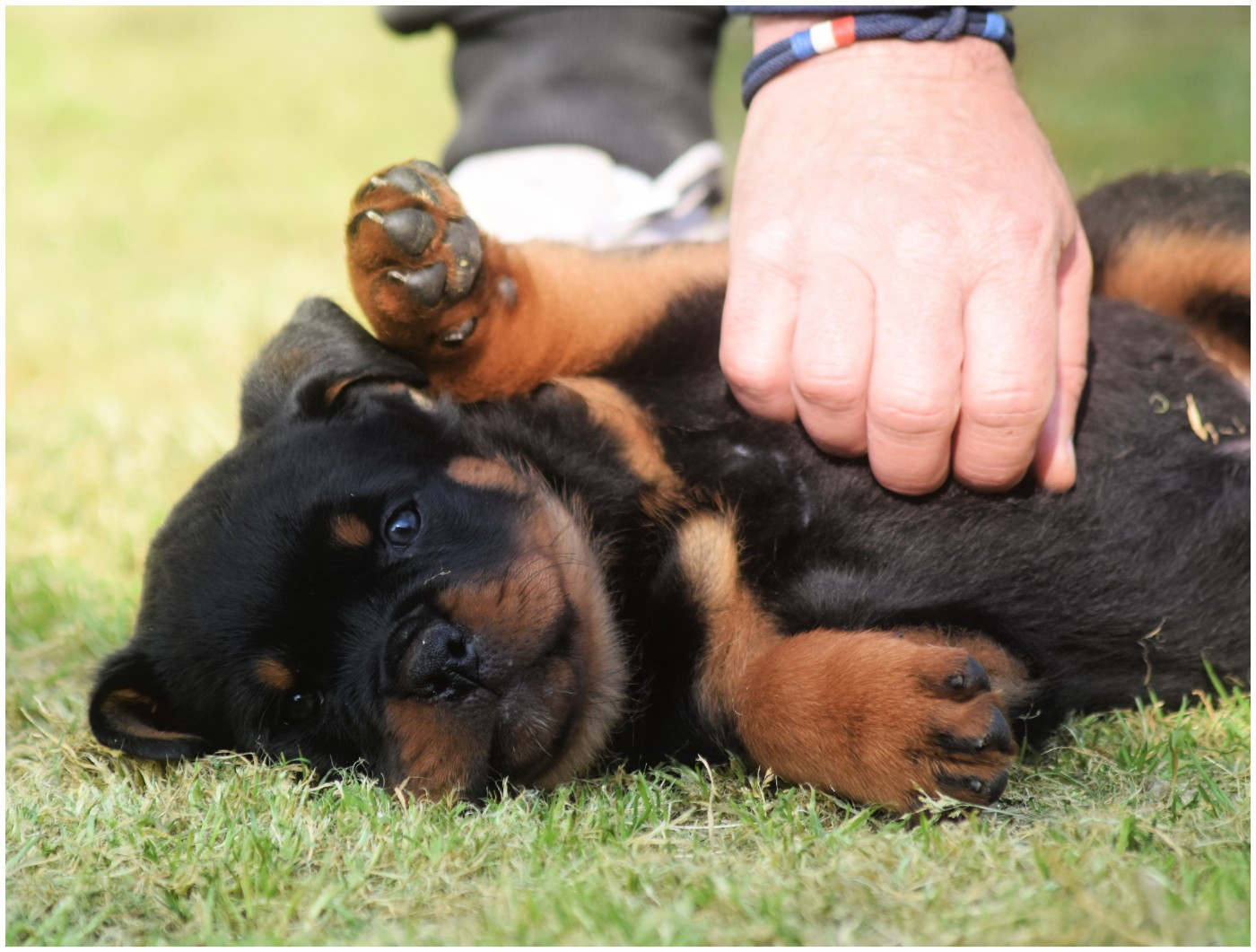 Vom Owane's Paradise - Chiots disponibles - Rottweiler