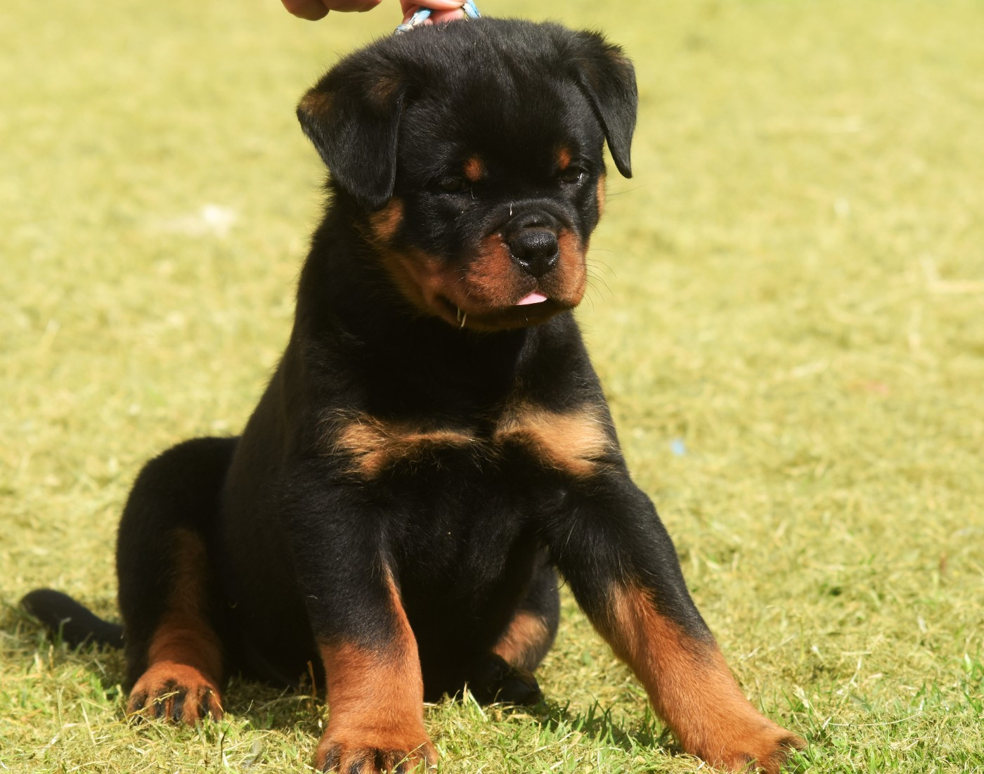 Vom Owane's Paradise - Chiots disponibles - Rottweiler