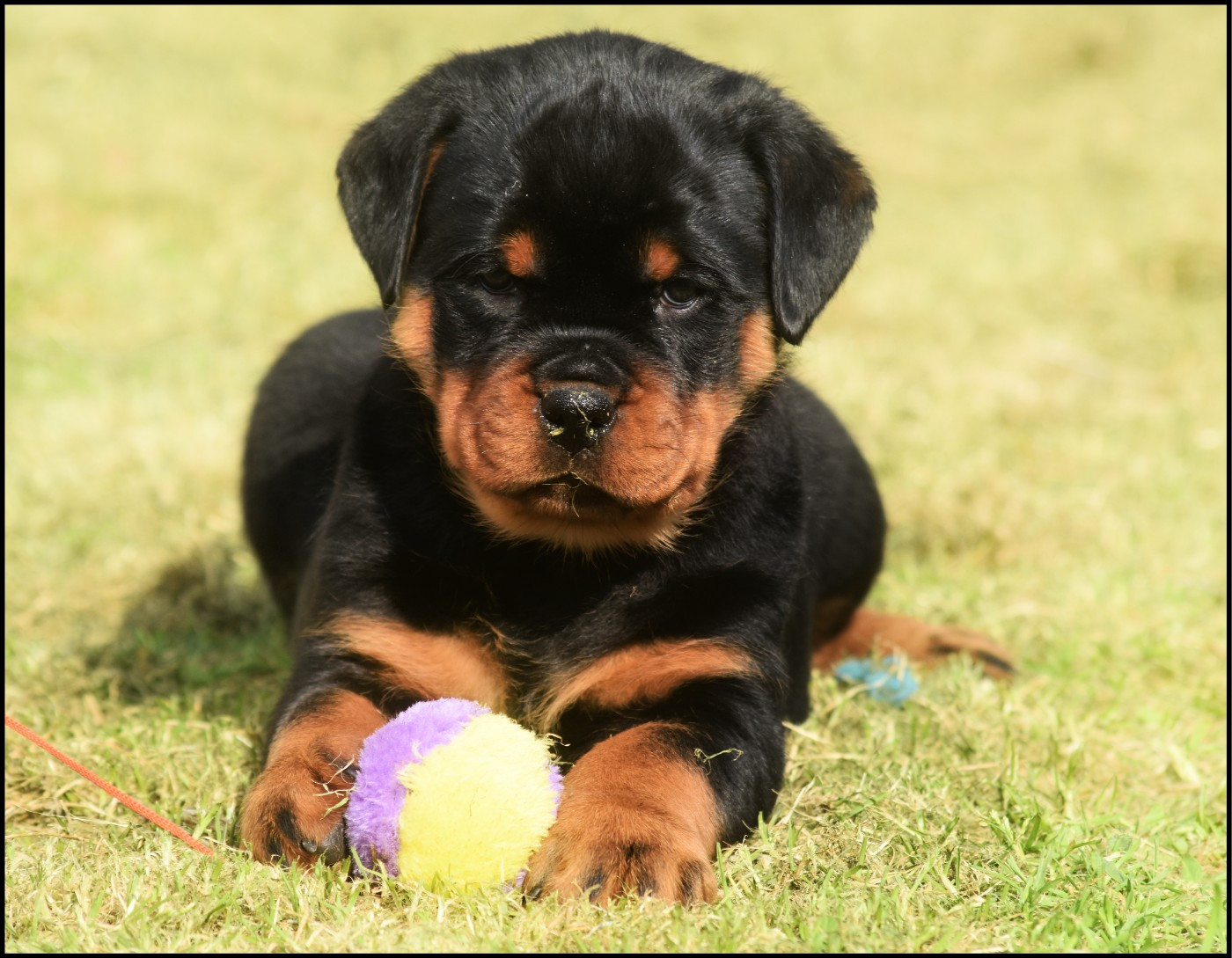 Vom Owane's Paradise - Chiots disponibles - Rottweiler