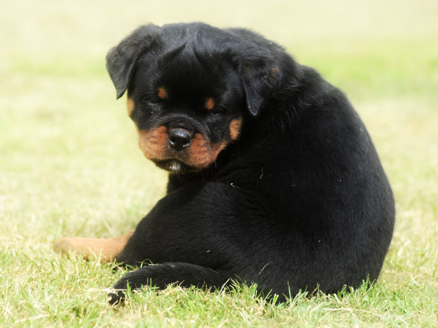 Vom Owane's Paradise - Chiots disponibles - Rottweiler
