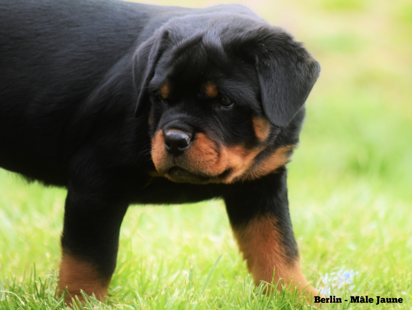 Vom Owane's Paradise - Chiots disponibles - Rottweiler
