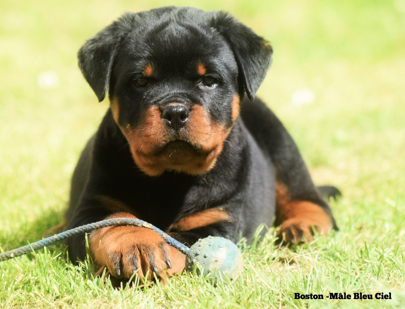 Vom Owane's Paradise - Chiots disponibles - Rottweiler