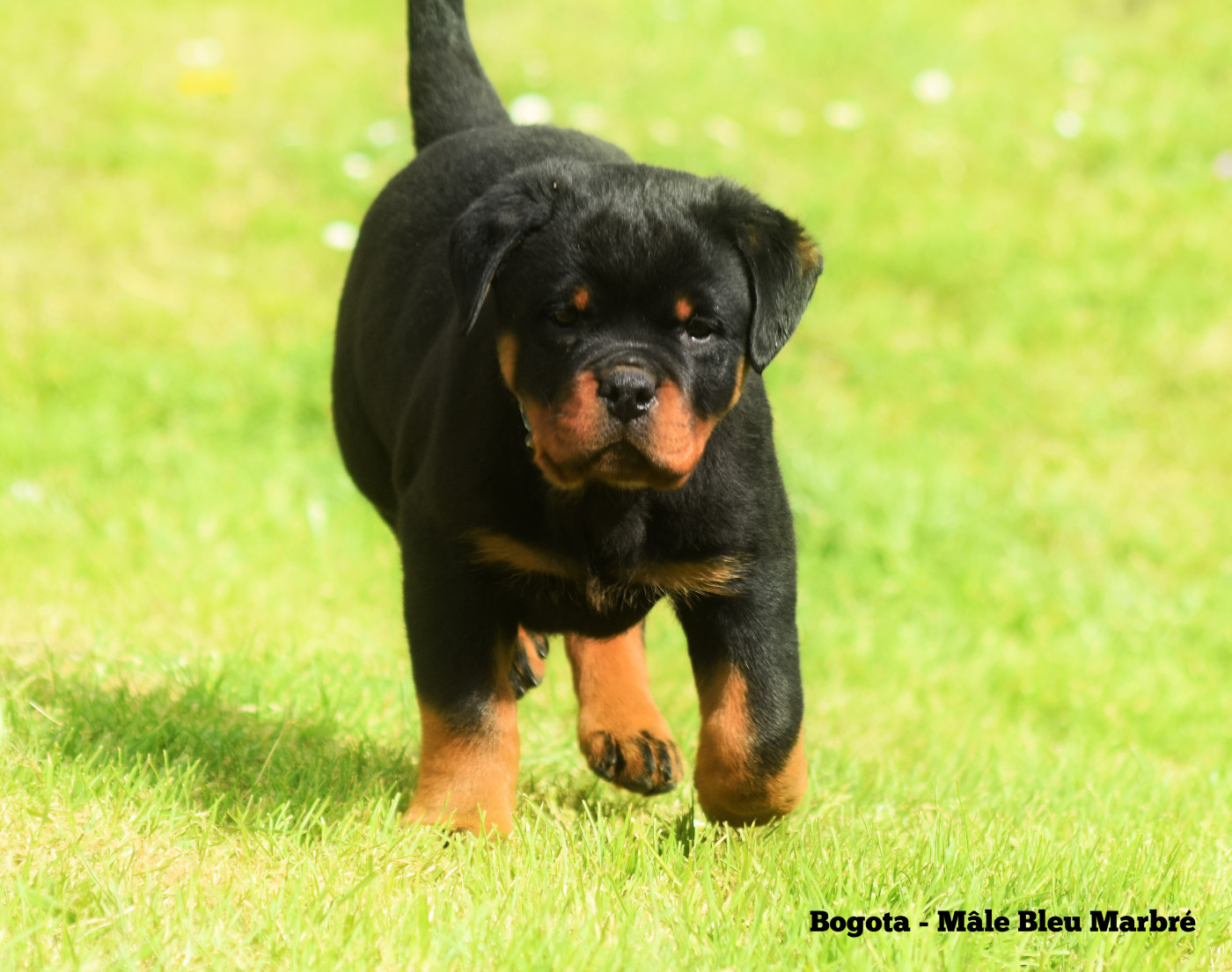 Chiot Rottweiler Vom Owane's Paradise